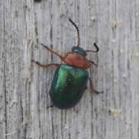 Gastrophysa polygoni (Gastrophyse de la renouée)