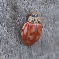 Harmonia quadripunctata (Coccinelle à quatre points)