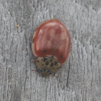 harmonia_quadripunctata2md