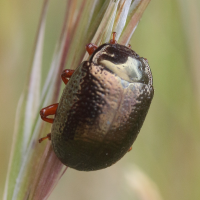 chrysolina_bankii6md (Chrysolina bankii)