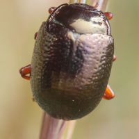 chrysolina_bankii7md (Chrysolina bankii)