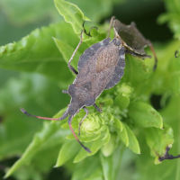 enoplops_scapha4md (Enoplops scapha)