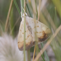 Evergestis extimalis (Evergète de la roquette)