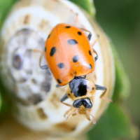 Hippodamia tredecimpunctata (Coccinelle à treize points)