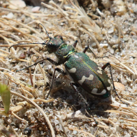 cicindela_maritima4bd (Cicindela maritima)