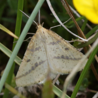 aspitates_ochrearia4bd (Aspitates ochrearia)