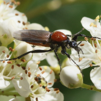 bibio_hortulanus3md (Bibio hortulanus)