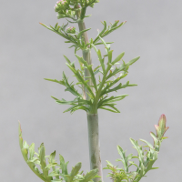 Centranthus calcitrapae (Centranthe chausse-trappe)