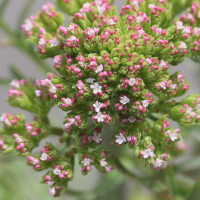 centranthus_calcitrapae3md