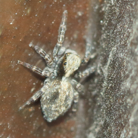Pseudeuophrys lanigera (Araignée sauteuse)