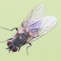 Fannia canicularis (Petite mouche domestique)