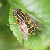 helophilus_pendulus7md