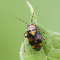 liocoris_tripustulatus3md