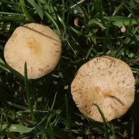Agrocybe pediades (Agrocybe des pelouses)