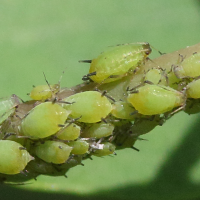 aphis_spiraecola2md (Aphis spiraecola)