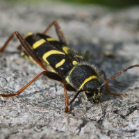 clytus_arietis4bd (Clytus arietis)