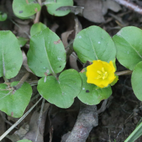 lysimachia_nummularia5md