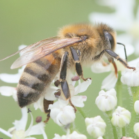 apis_mellifera11md (Apis mellifera)