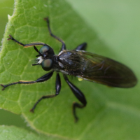 Choerades marginata (Asile)