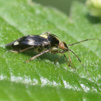 liocoris_tripustulatus4md