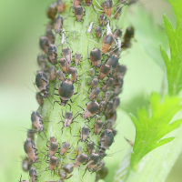 Metopeurum fuscoviride (Puceron de la tanaisie)