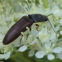 athous_haemorrhoidalis6bd (Athous haemorrhoidalis)