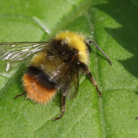 bombus_pratorum4bd (Bombus pratorum)