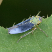 cicadella_viridis7bd (Cicadella viridis)