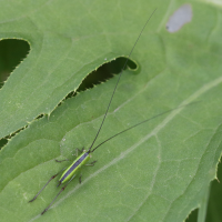 conocephalus_fuscus6bd (Conocephalus fuscus)