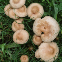 marasmius_oreades5md