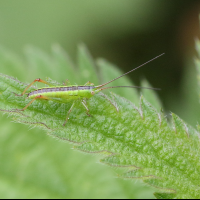 conocephalus_fuscus7md (Conocephalus fuscus)