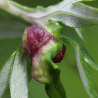 cryptosiphum_artemisiae_galle3md (Cryptosiphum artemisiae)