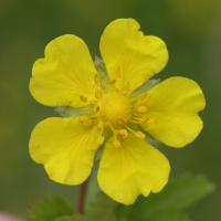 potentilla_reptans5md