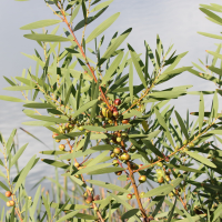 acacia_longifolia3bd (Acacia longifolia)