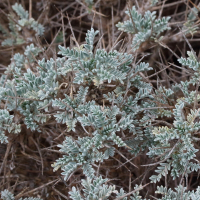 Astragalus tragacantha (Astragale de Marseille, Astragale adragant, Coussin de belle-mère)