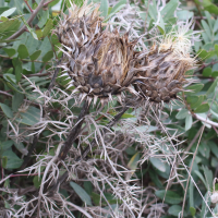 cynara_cardunculus7md (Cynara cardunculus)