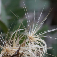 cynara_cardunculus8md (Cynara cardunculus)