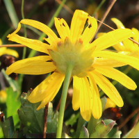 euryops_chrysanthemoides4md