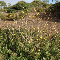 Solanum sodomeum (Morelle de Linné, Arbre de Loth, Pomme de Sodome)