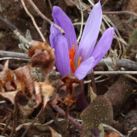 Crocus nudiflorus (Crocus à fleurs nues, Crocus d'automne)