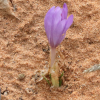 crocus_nudiflorus2md (Crocus nudiflorus)