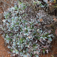 Limonium ovalifolium (Statice à feuilles ovales, Saladelle à feuilles ovales)
