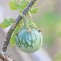 solanum_sodomeum6bd (Solanum sodomeum)