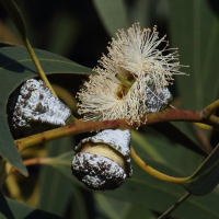 eucalyptus_globulus7md (Eucalyptus globulus)