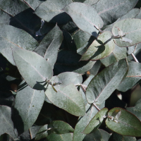 eucalyptus_globulus9md