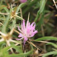 centaurea_calcitrapa5bd (Centaurea calcitrapa)