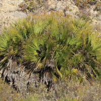 chamaerops_humilis4bd (Chamaerops humilis)