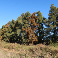 casuarina_cunninghamiana9md (Casuarina cunninghamiana)