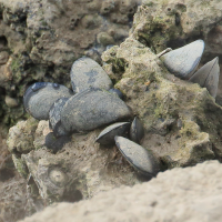 mytilus_galloprovincialis3bd