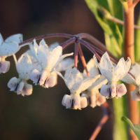 gomphocarpus_physocarpus2md